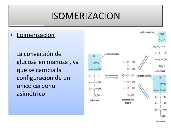 ISOMERIZACION • Epimerización La conversión de glucosa en manosa , ya que se cambia