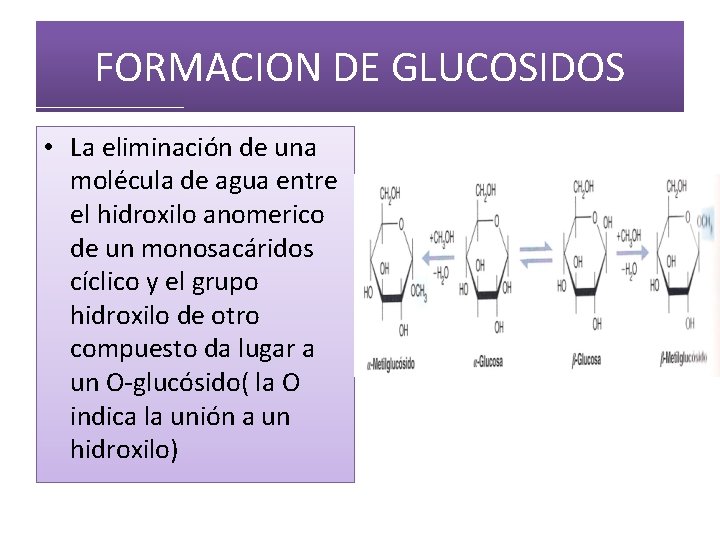 FORMACION DE GLUCOSIDOS • La eliminación de una molécula de agua entre el hidroxilo