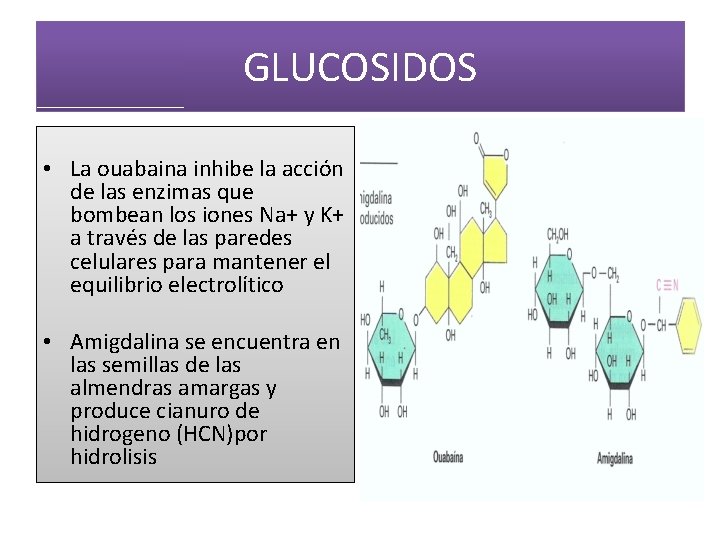 GLUCOSIDOS • La ouabaina inhibe la acción de las enzimas que bombean los iones