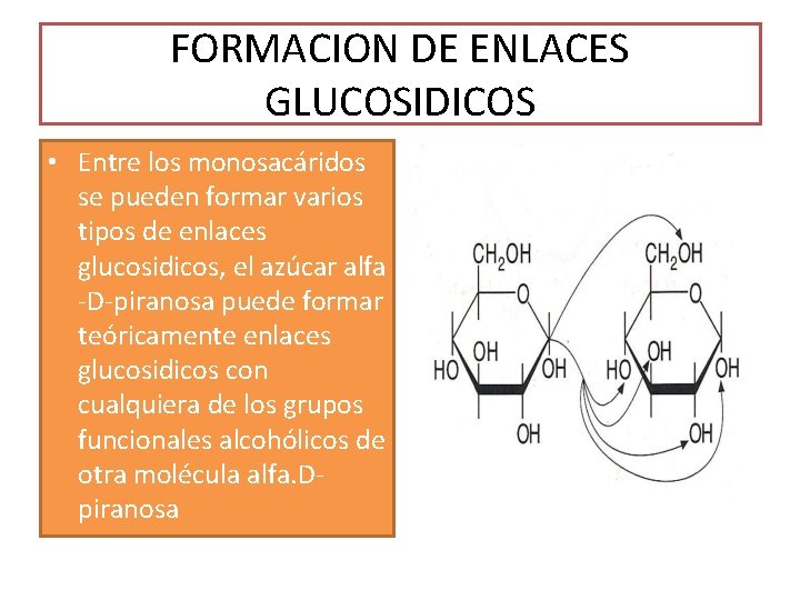 FORMACION DE ENLACES GLUCOSIDICOS • Entre los monosacáridos se pueden formar varios tipos de