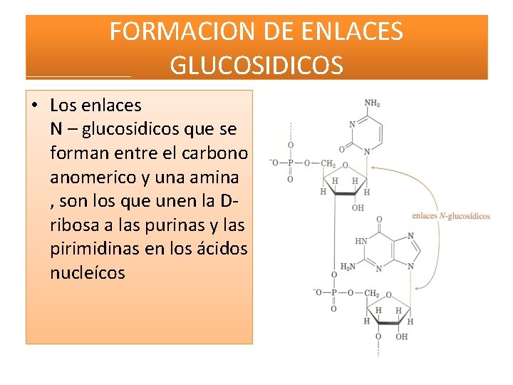 FORMACION DE ENLACES GLUCOSIDICOS • Los enlaces N – glucosidicos que se forman entre