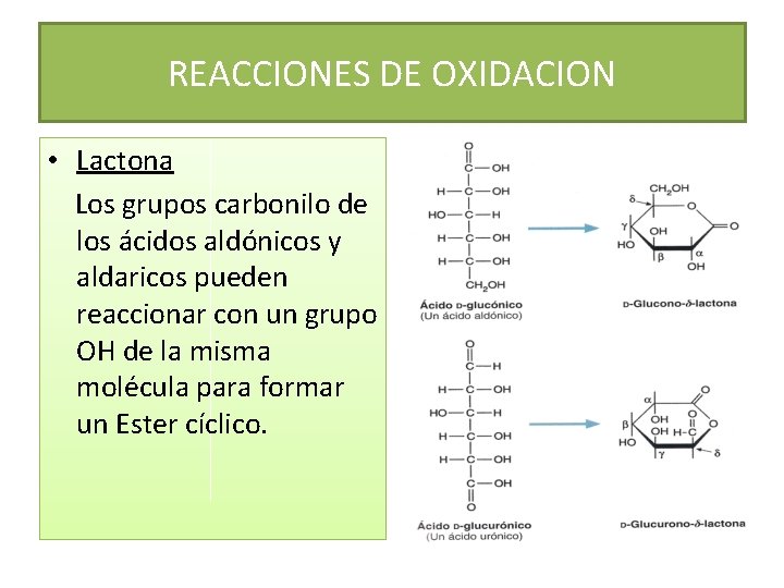 REACCIONES DE OXIDACION • Lactona Los grupos carbonilo de los ácidos aldónicos y aldaricos