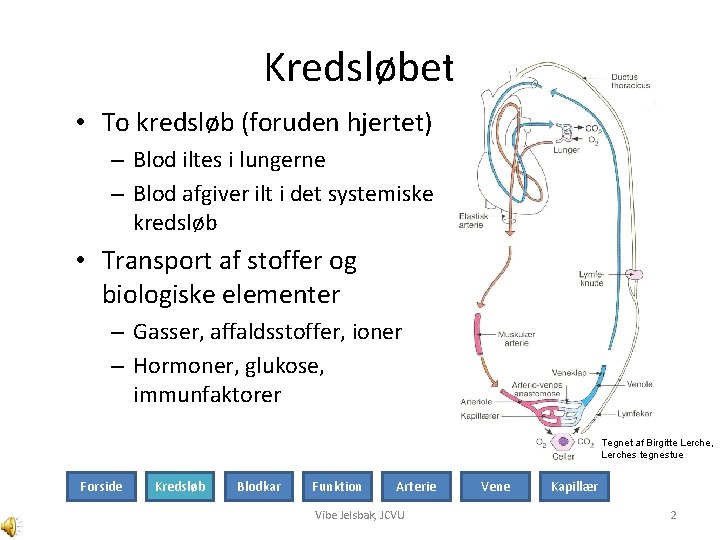 Kredsløbet • To kredsløb (foruden hjertet) – Blod iltes i lungerne – Blod afgiver