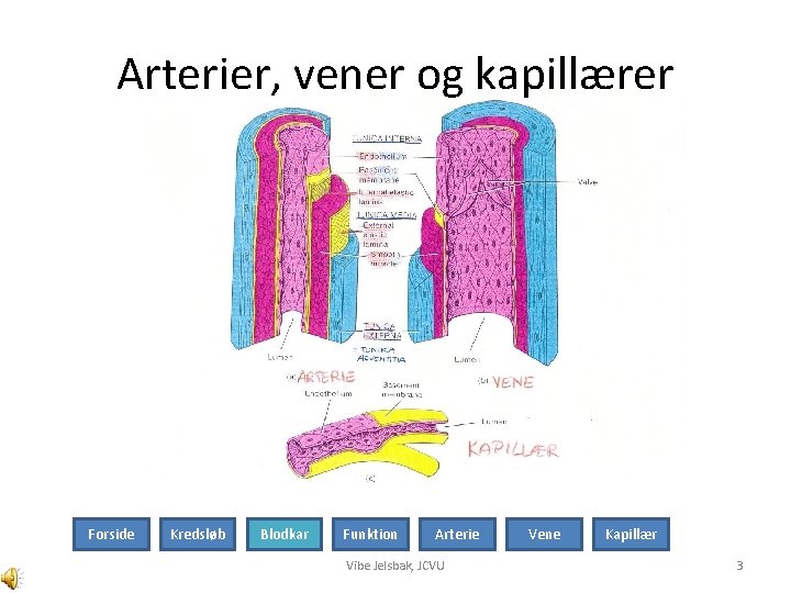 Arterier, vener og kapillærer Forside Kredsløb Blodkar Funktion Arterie Vibe Jelsbak, JCVU Vene Kapillær