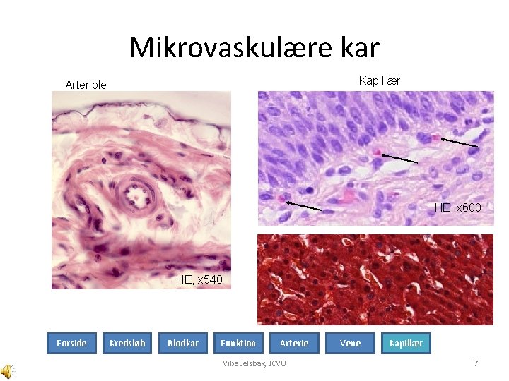 Mikrovaskulære kar Kapillær Arteriole HE, x 600 HE, x 540 Forside Kredsløb Blodkar Funktion