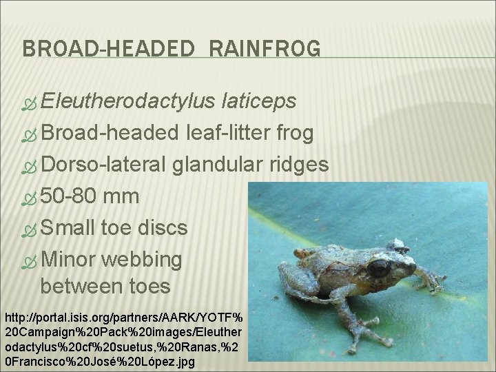 BROAD-HEADED RAINFROG Eleutherodactylus laticeps Broad-headed leaf-litter frog Dorso-lateral glandular ridges 50 -80 mm Small