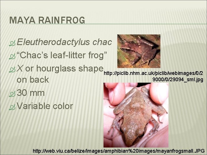 MAYA RAINFROG Eleutherodactylus chac “Chac’s leaf-litter frog” X or hourglass shape http: //piclib. nhm.