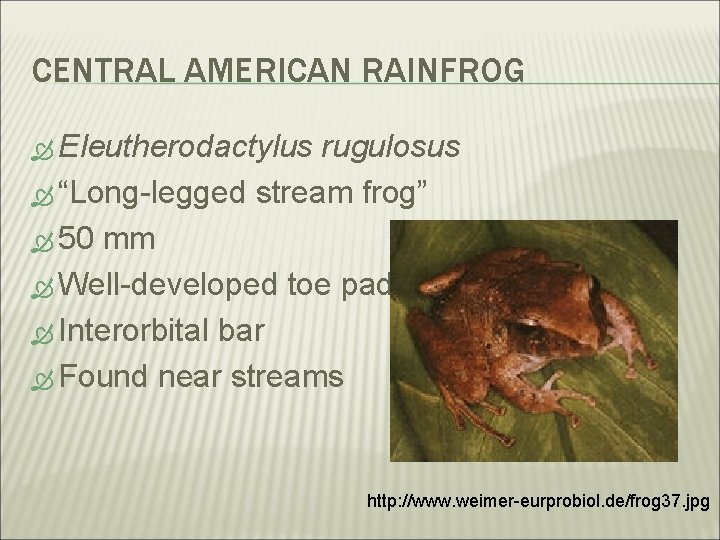 CENTRAL AMERICAN RAINFROG Eleutherodactylus rugulosus “Long-legged stream frog” 50 mm Well-developed toe pads Interorbital