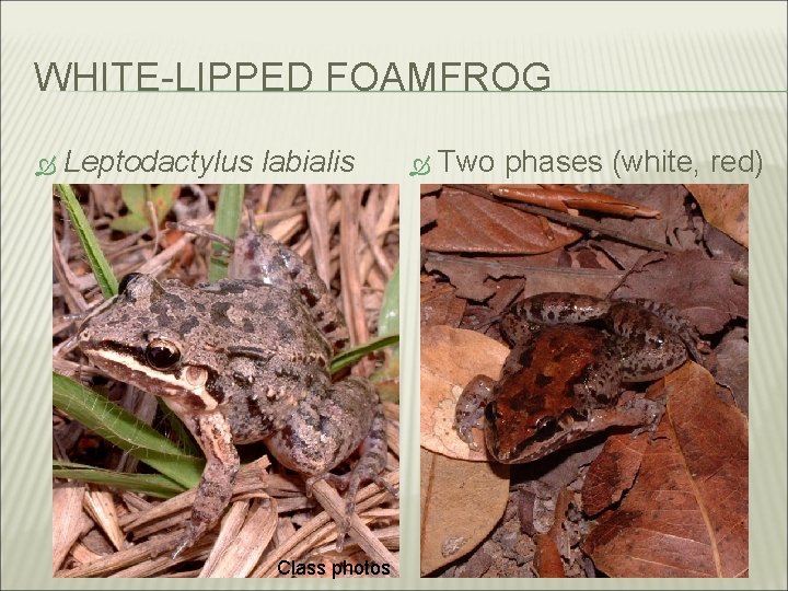 WHITE-LIPPED FOAMFROG Leptodactylus labialis Class photos Two phases (white, red) 