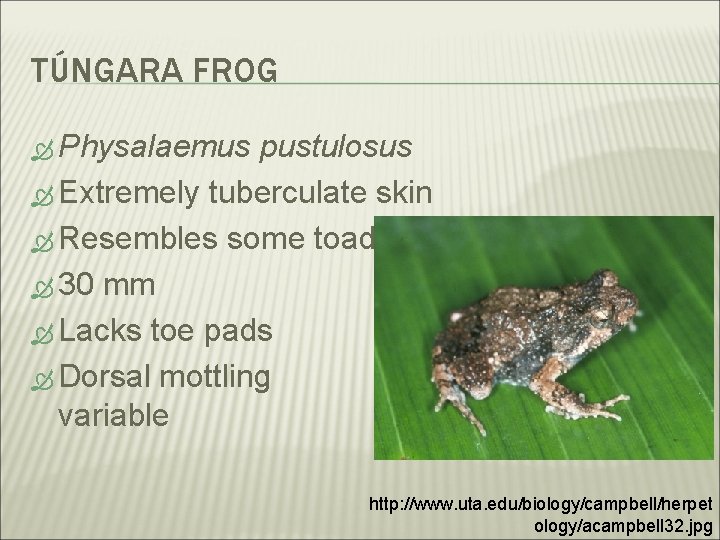 TÚNGARA FROG Physalaemus pustulosus Extremely tuberculate skin Resembles some toads 30 mm Lacks toe