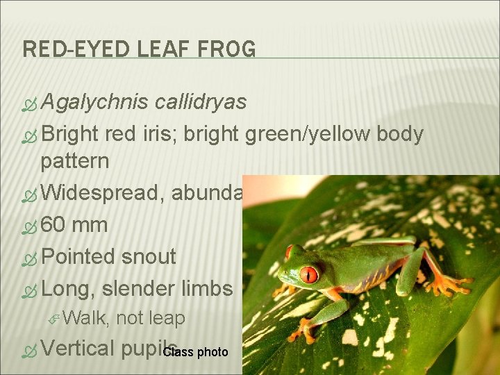 RED-EYED LEAF FROG Agalychnis callidryas Bright red iris; bright green/yellow body pattern Widespread, abundant