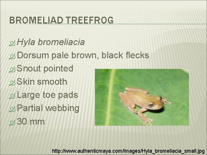 BROMELIAD TREEFROG Hyla bromeliacia Dorsum pale brown, black flecks Snout pointed Skin smooth Large