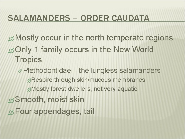 SALAMANDERS – ORDER CAUDATA Mostly occur in the north temperate regions Only 1 family