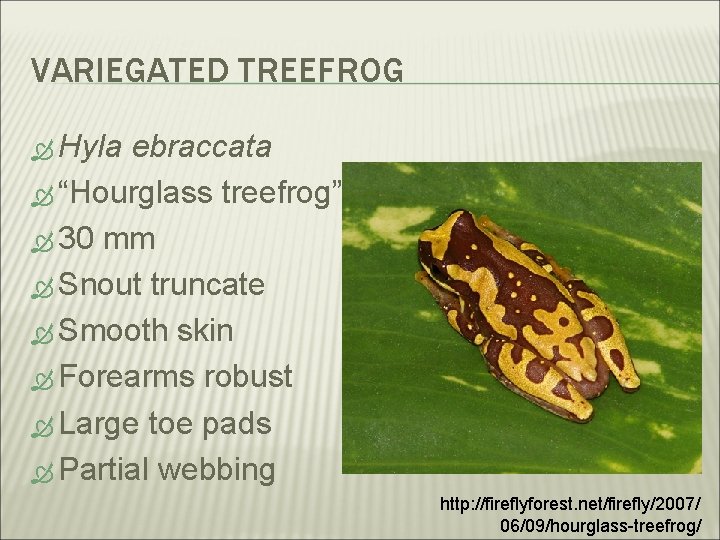 VARIEGATED TREEFROG Hyla ebraccata “Hourglass treefrog” 30 mm Snout truncate Smooth skin Forearms robust