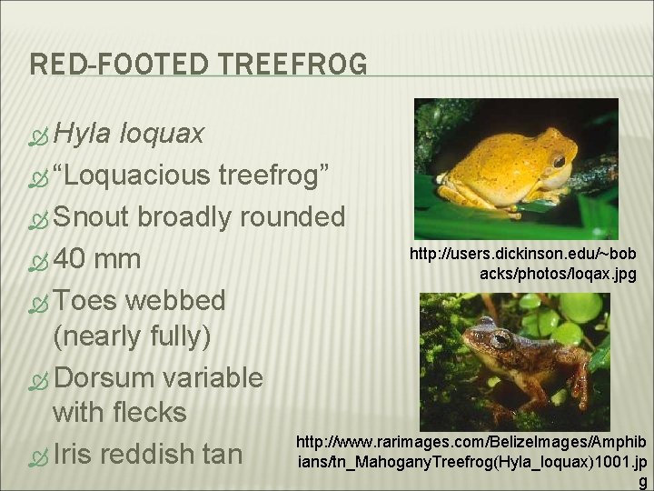 RED-FOOTED TREEFROG Hyla loquax “Loquacious treefrog” Snout broadly rounded http: //users. dickinson. edu/~bob 40