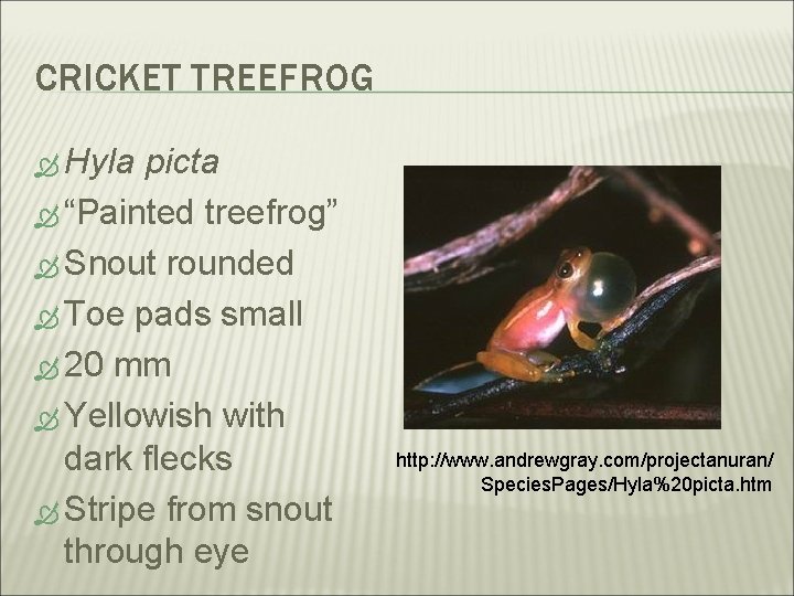 CRICKET TREEFROG Hyla picta “Painted treefrog” Snout rounded Toe pads small 20 mm Yellowish
