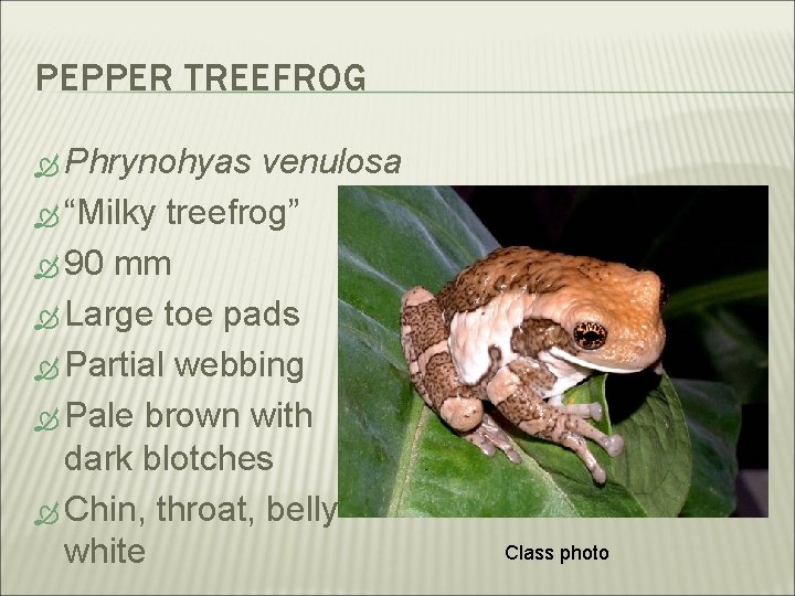 PEPPER TREEFROG Phrynohyas venulosa “Milky treefrog” 90 mm Large toe pads Partial webbing Pale