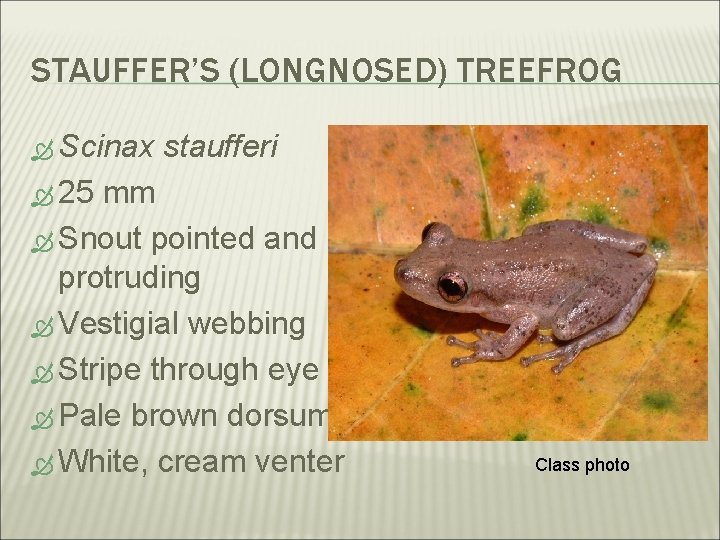 STAUFFER’S (LONGNOSED) TREEFROG Scinax staufferi 25 mm Snout pointed and protruding Vestigial webbing Stripe