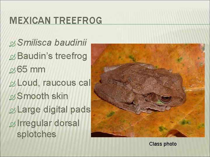 MEXICAN TREEFROG Smilisca baudinii Baudin’s treefrog 65 mm Loud, raucous call Smooth skin Large