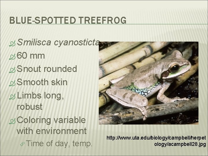 BLUE-SPOTTED TREEFROG Smilisca cyanosticta 60 mm Snout rounded Smooth skin Limbs long, robust Coloring