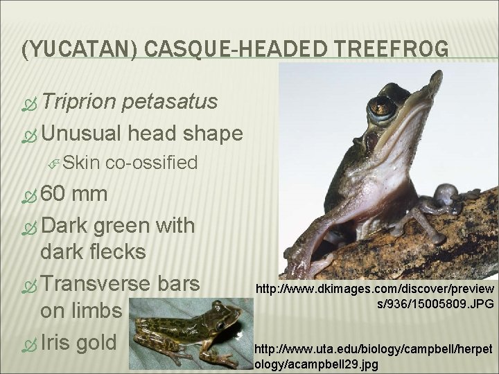 (YUCATAN) CASQUE-HEADED TREEFROG Triprion petasatus Unusual head shape Skin co-ossified 60 mm Dark green