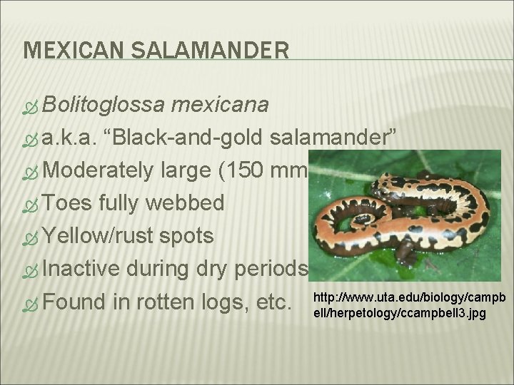 MEXICAN SALAMANDER Bolitoglossa mexicana a. k. a. “Black-and-gold salamander” Moderately large (150 mm) Toes