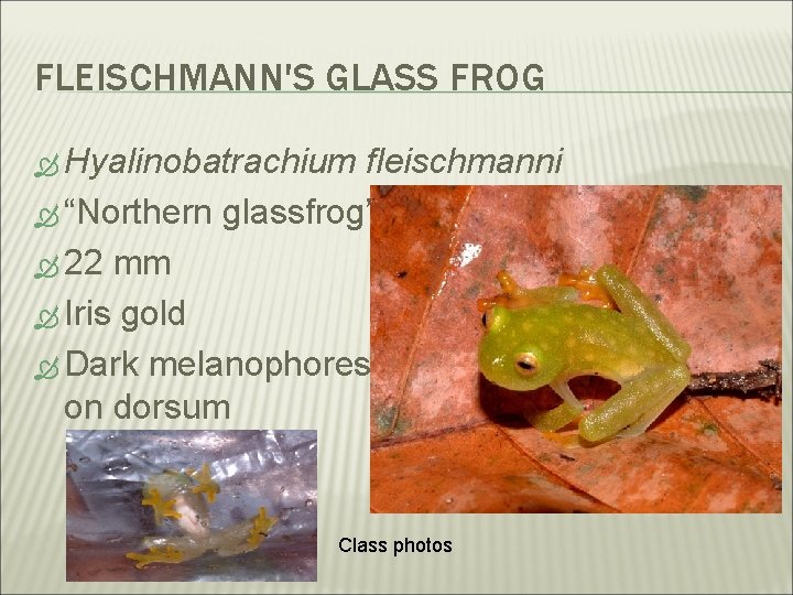 FLEISCHMANN'S GLASS FROG Hyalinobatrachium fleischmanni “Northern glassfrog” 22 mm Iris gold Dark melanophores on