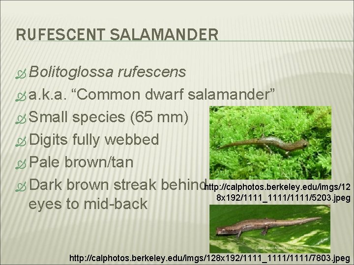 RUFESCENT SALAMANDER Bolitoglossa rufescens a. k. a. “Common dwarf salamander” Small species (65 mm)