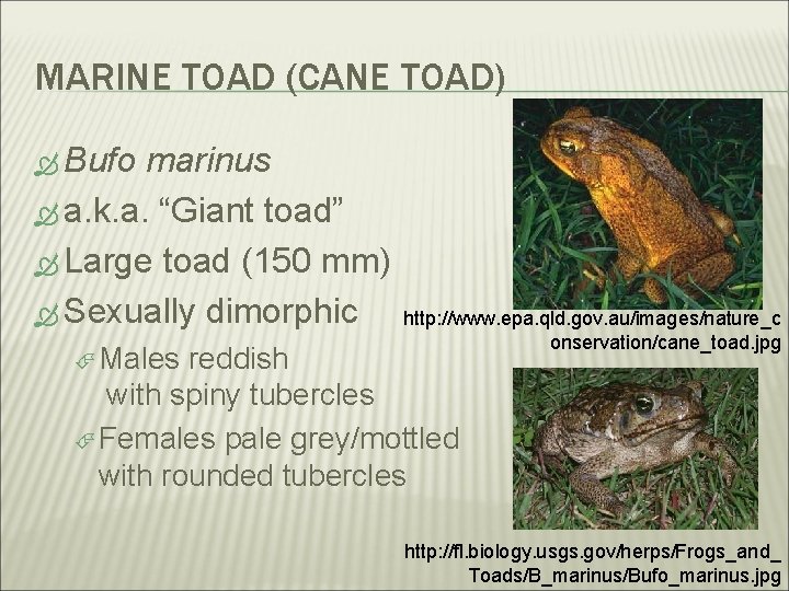 MARINE TOAD (CANE TOAD) Bufo marinus a. k. a. “Giant toad” Large toad (150