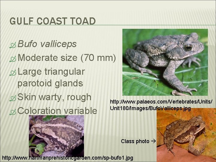 GULF COAST TOAD Bufo valliceps Moderate size (70 mm) Large triangular parotoid glands Skin