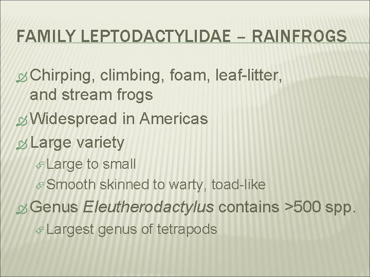 FAMILY LEPTODACTYLIDAE – RAINFROGS Chirping, climbing, foam, leaf-litter, and stream frogs Widespread in Americas