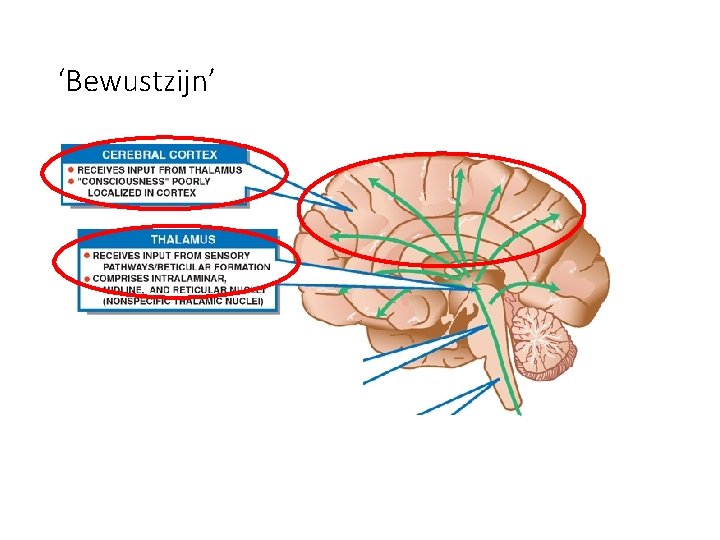 ‘Bewustzijn’ 