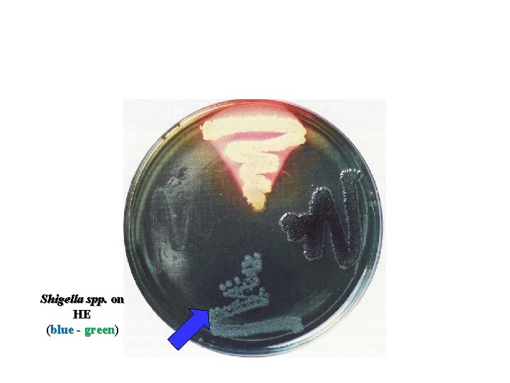Shigella spp. on HE (blue - green) 