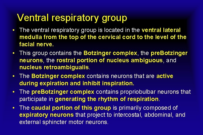 Ventral respiratory group • The ventral respiratory group is located in the ventral lateral