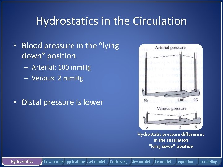 Hydrostatics in the Circulation • Blood pressure in the “lying down” position – Arterial: