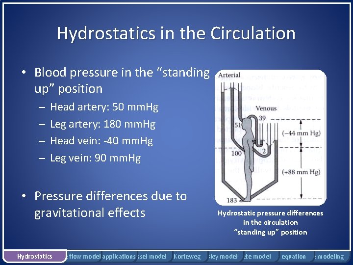Hydrostatics in the Circulation • Blood pressure in the “standing up” position – –