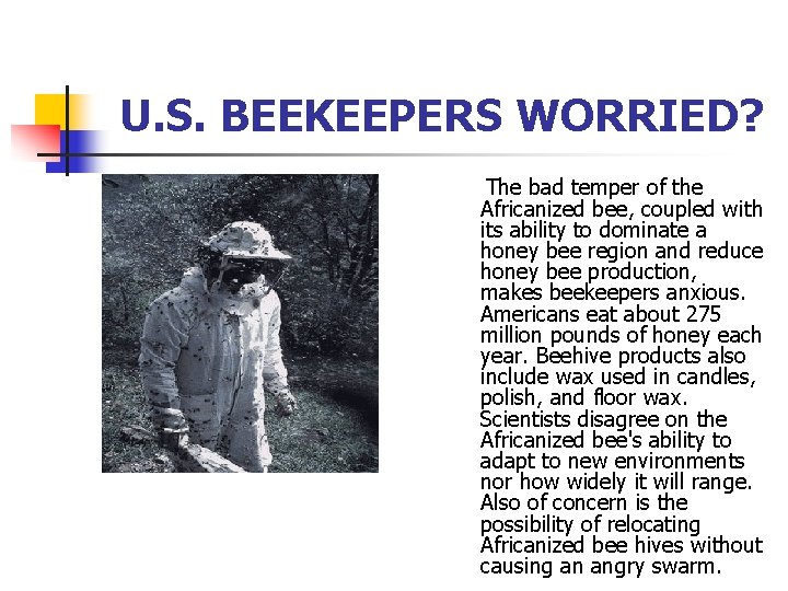  U. S. BEEKEEPERS WORRIED? The bad temper of the Africanized bee, coupled with