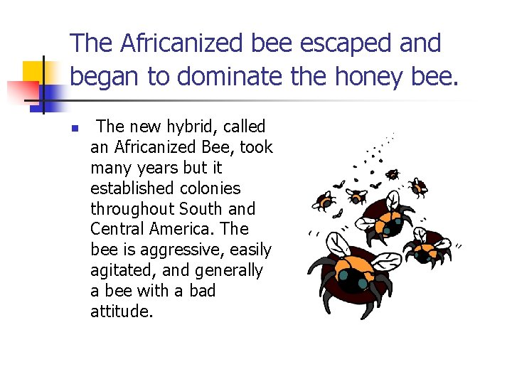 The Africanized bee escaped and began to dominate the honey bee. n The new