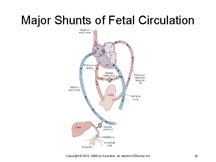 Major Shunts of Fetal Circulation Copyright © 2012, 2008 by Saunders, an imprint of
