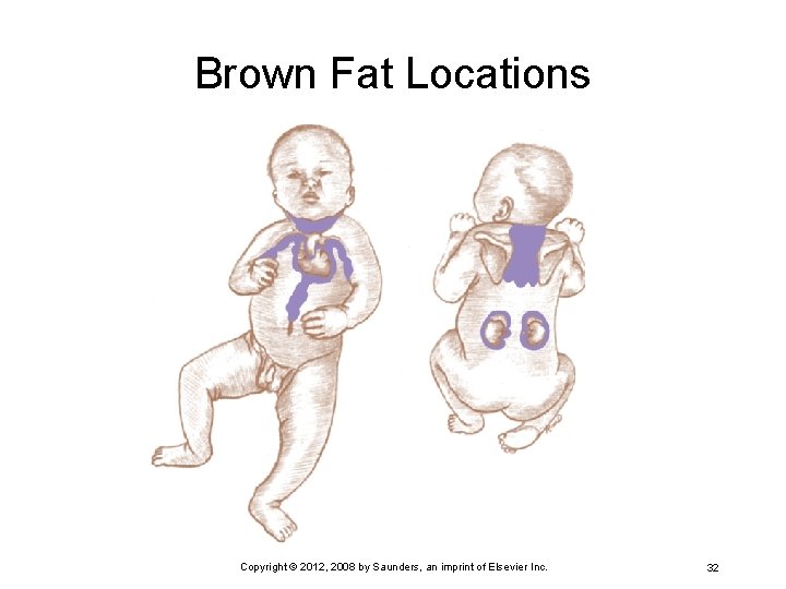 Brown Fat Locations Copyright © 2012, 2008 by Saunders, an imprint of Elsevier Inc.