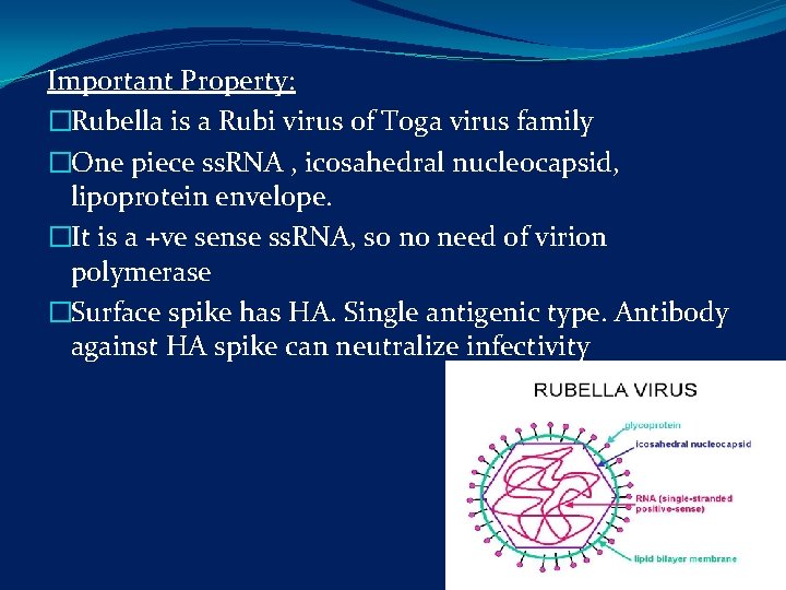 Important Property: �Rubella is a Rubi virus of Toga virus family �One piece ss.