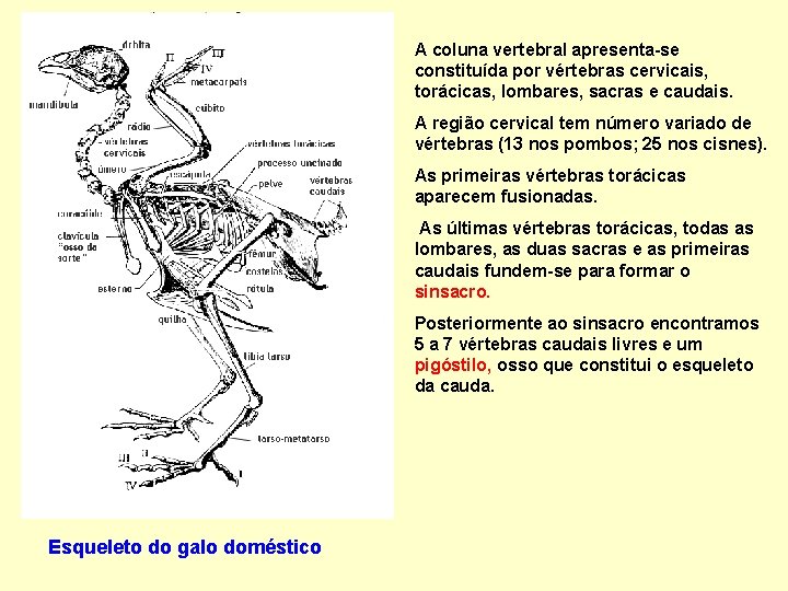 A coluna vertebral apresenta-se constituída por vértebras cervicais, torácicas, lombares, sacras e caudais. A