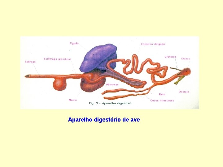 Aparelho digestório de ave 