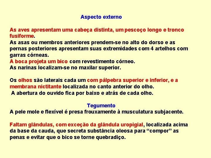 Aspecto externo As aves apresentam uma cabeça distinta, um pescoço longo e tronco fusiforme.