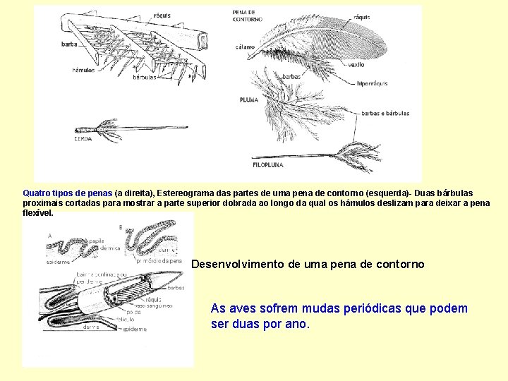 Quatro tipos de penas (a direita), Estereograma das partes de uma pena de contorno