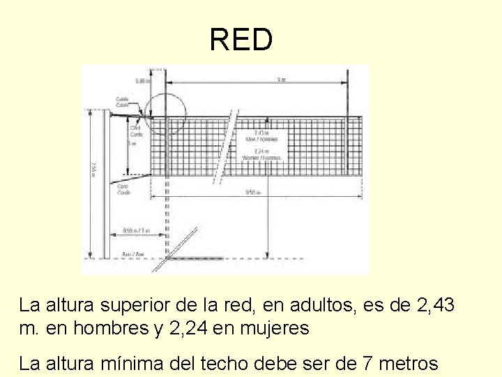 RED La altura superior de la red, en adultos, es de 2, 43 m.