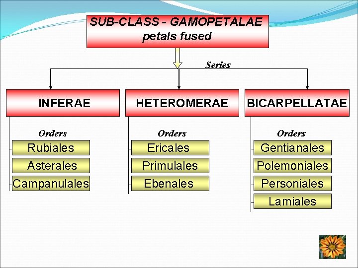 SUB-CLASS - GAMOPETALAE petals fused Series INFERAE Orders HETEROMERAE Orders Rubiales Ericales Asterales Campanulales