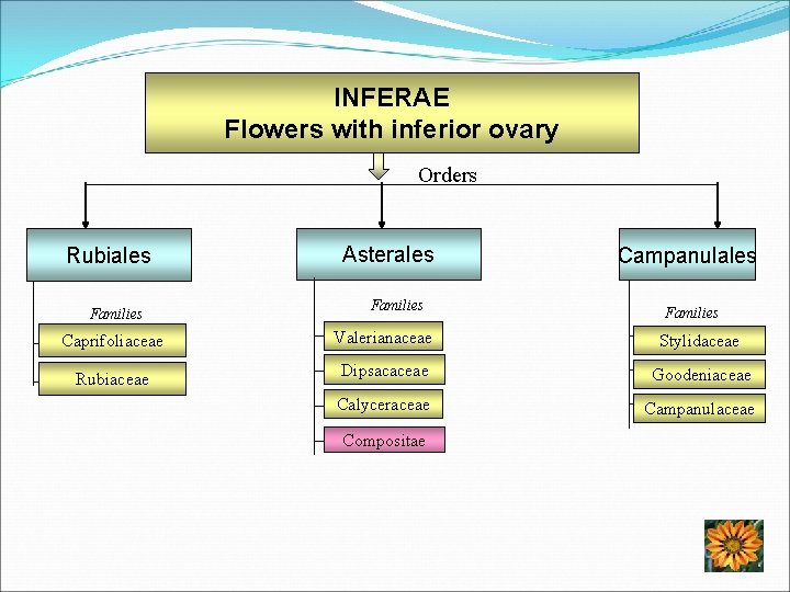 INFERAE Flowers with inferior ovary Orders Rubiales Families Caprifoliaceae Rubiaceae Asterales Families Valerianaceae Campanulales