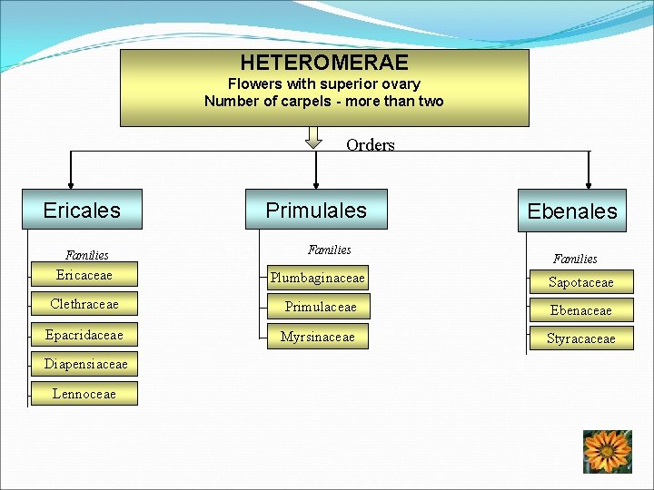 HETEROMERAE Flowers with superior ovary Number of carpels - more than two Orders Ericales