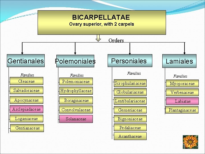 BICARPELLATAE Ovary superior, with 2 carpels Orders Gentianales Polemoniales Families Oleaceae Polemoniaceae Salvadoraceae Personiales
